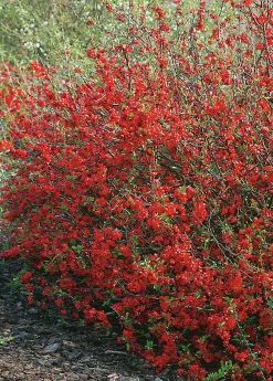 Hybridrosenkvitten 'Nicoline' Krukodlad>Omnia garden