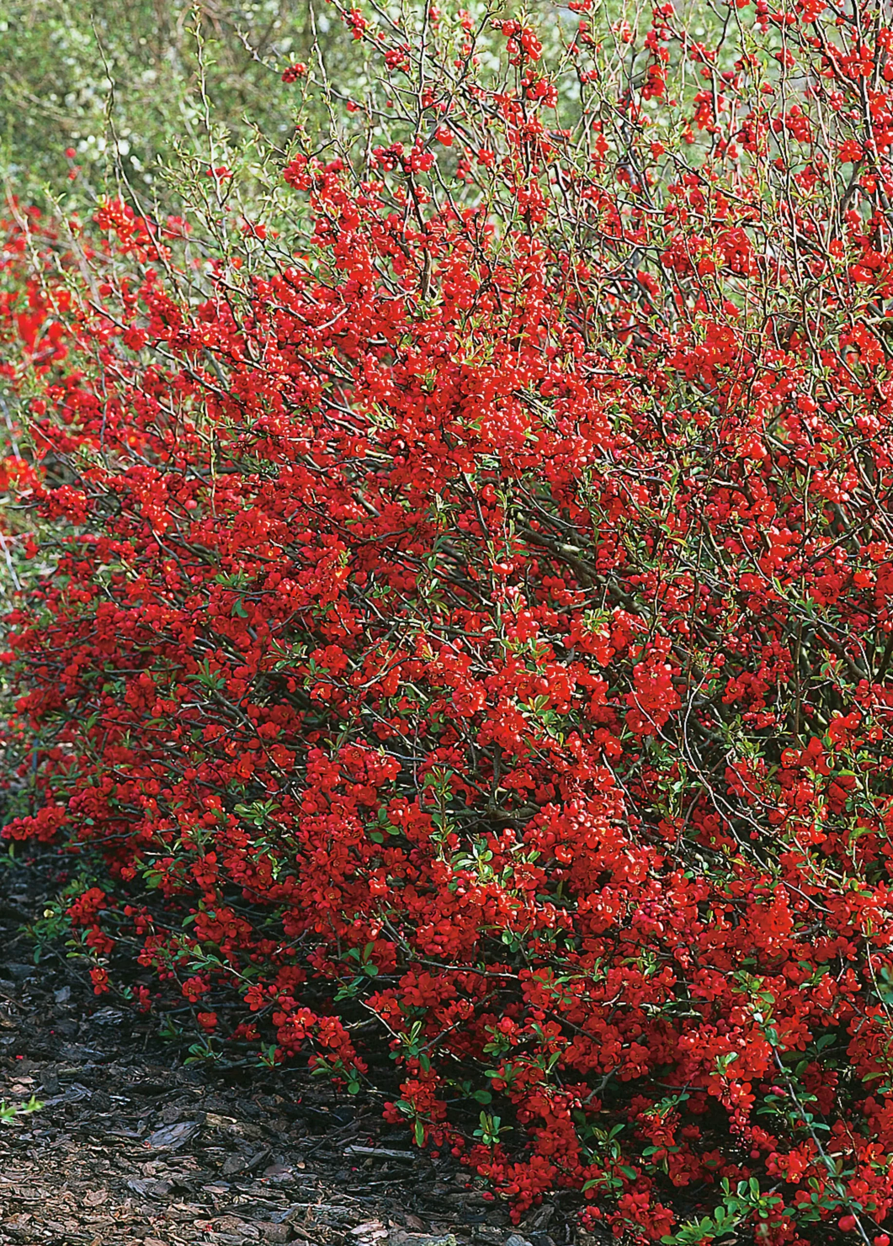 Hybridrosenkvitten 'Nicoline' Krukodlad>Omnia garden