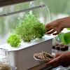 Hydroponisk odling Harvy Startpaket 3 pluggar>Nelson Garden Clearance