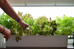 Hydroponisk odling Harvy Startpaket 6 pluggar>Nelson Garden Clearance