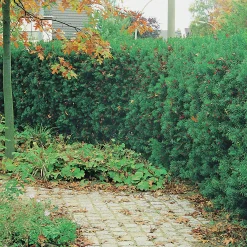 Idegran Krukodlad>Omnia garden Online