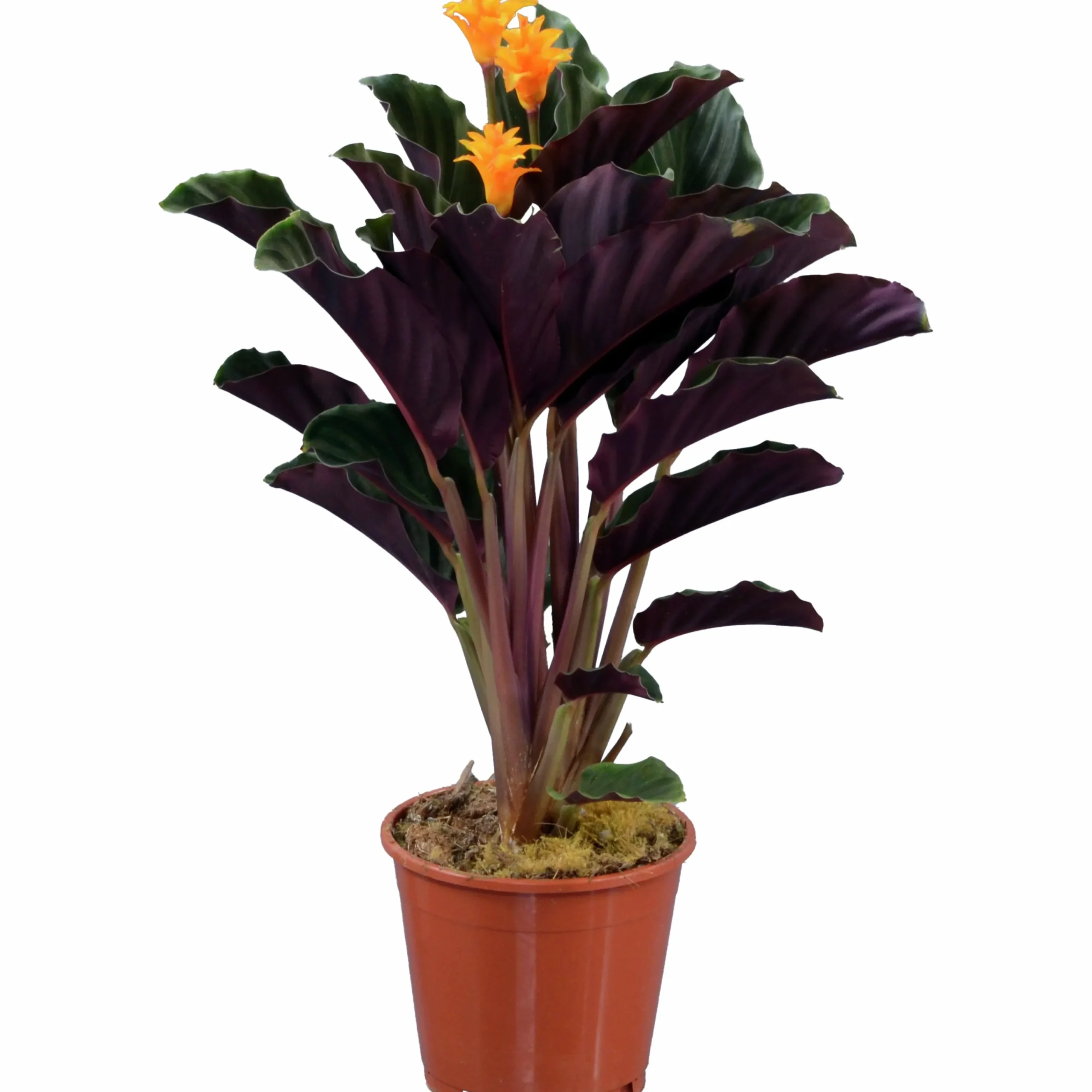 Inkakrona lat. Calathea crocata 14cm>Mäster Grön