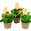 Isbegonia lat. Begonia x semperflorens cultorum>Mäster Grön Best