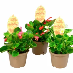 Isbegonia lat. Begonia x semperflorens cultorum>Mäster Grön Best