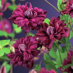 Italiensk Klematis Purpurea 'Plena Elegans'>Omnia garden Outlet