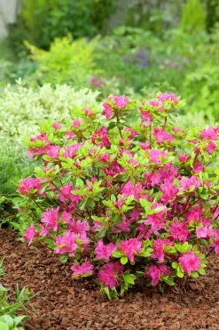 Japansk Azalea 'Kermesina'>Omnia garden Outlet