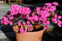 Japansk Azalea 'Kermesina'><noscript><img width=