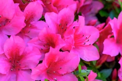 Japansk Azalea 'Kermesina'><noscript><img width=