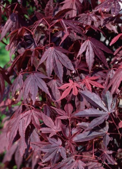 Japansk Blodlönn Krukodlad>Omnia garden Sale