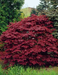 Japansk Blodlönn Krukodlad>Omnia garden Sale