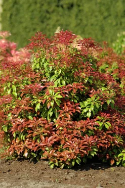 Japansk Buskrosling 'Mountain Fire' Krukodlad>Omnia garden Sale