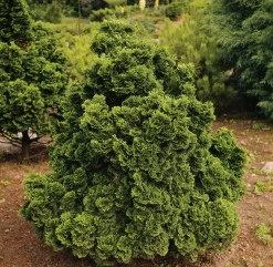Japansk Dvärgcypress 'Nana Gracilis' Krukodlad>Omnia garden Online