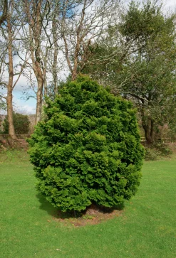 Japansk Dvärgcypress 'Nana Gracilis' Krukodlad>Omnia garden Online