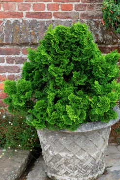 Japansk Dvärgcypress 'Nana Gracilis' Krukodlad><noscript><img width=