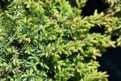 Japansk Dvärgcypress 'Nana Gracilis' Krukodlad><noscript><img width=