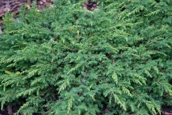 Japansk Dvärgcypress 'Nana Gracilis' Krukodlad><noscript><img width=
