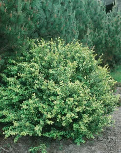 Japansk Järnek 'Convexa' Krukodlad>Omnia garden Online