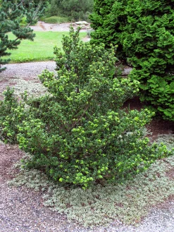 Japansk Järnek 'Dark Green' 'Icoprins11' Krukodlad>Omnia garden