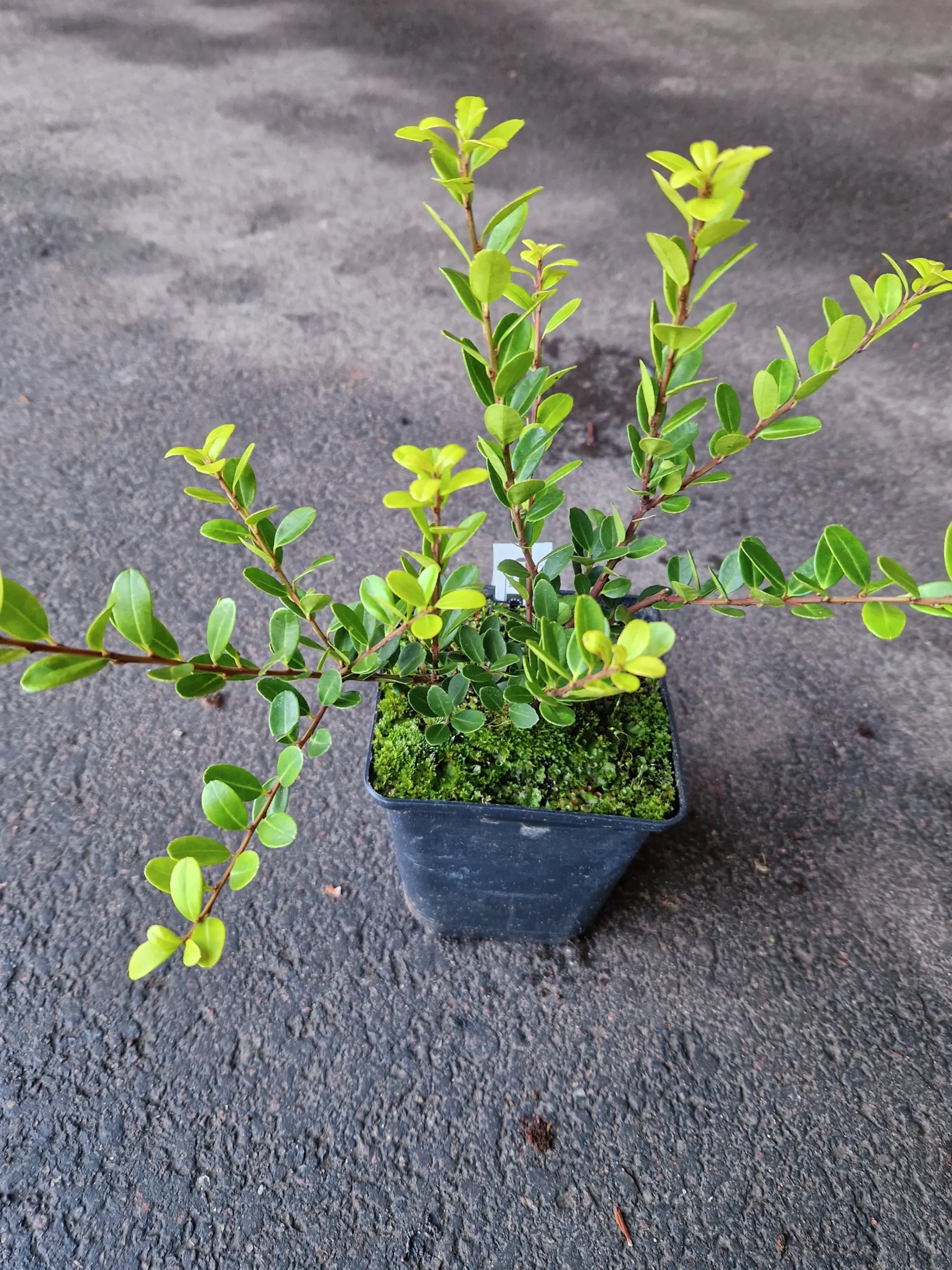 Japansk Järnek 'Green Hedge'>Omnia garden Clearance