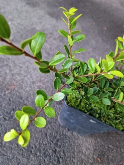 Japansk Järnek 'Green Hedge'>Omnia garden Clearance