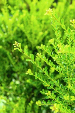 Japansk Järnek 'Green Hedge'><noscript><img width=