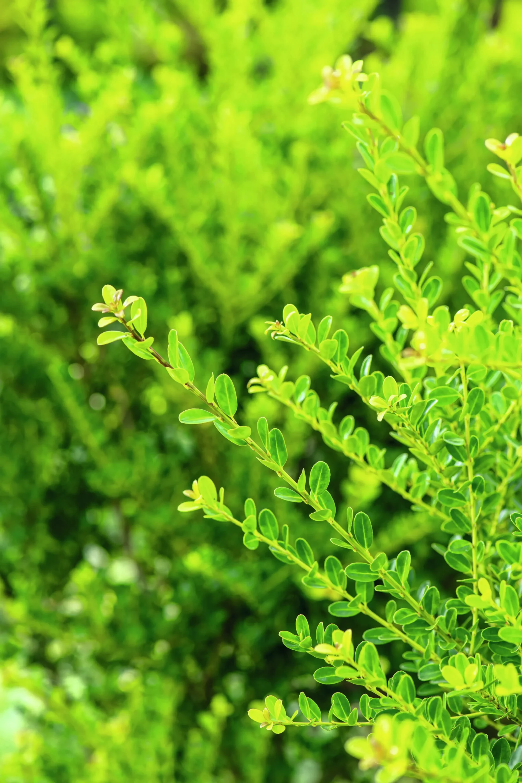 Japansk Järnek 'Green Hedge'>Omnia garden Clearance