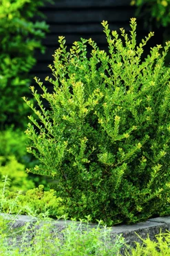 Japansk Järnek 'Green Hedge'><noscript><img width=