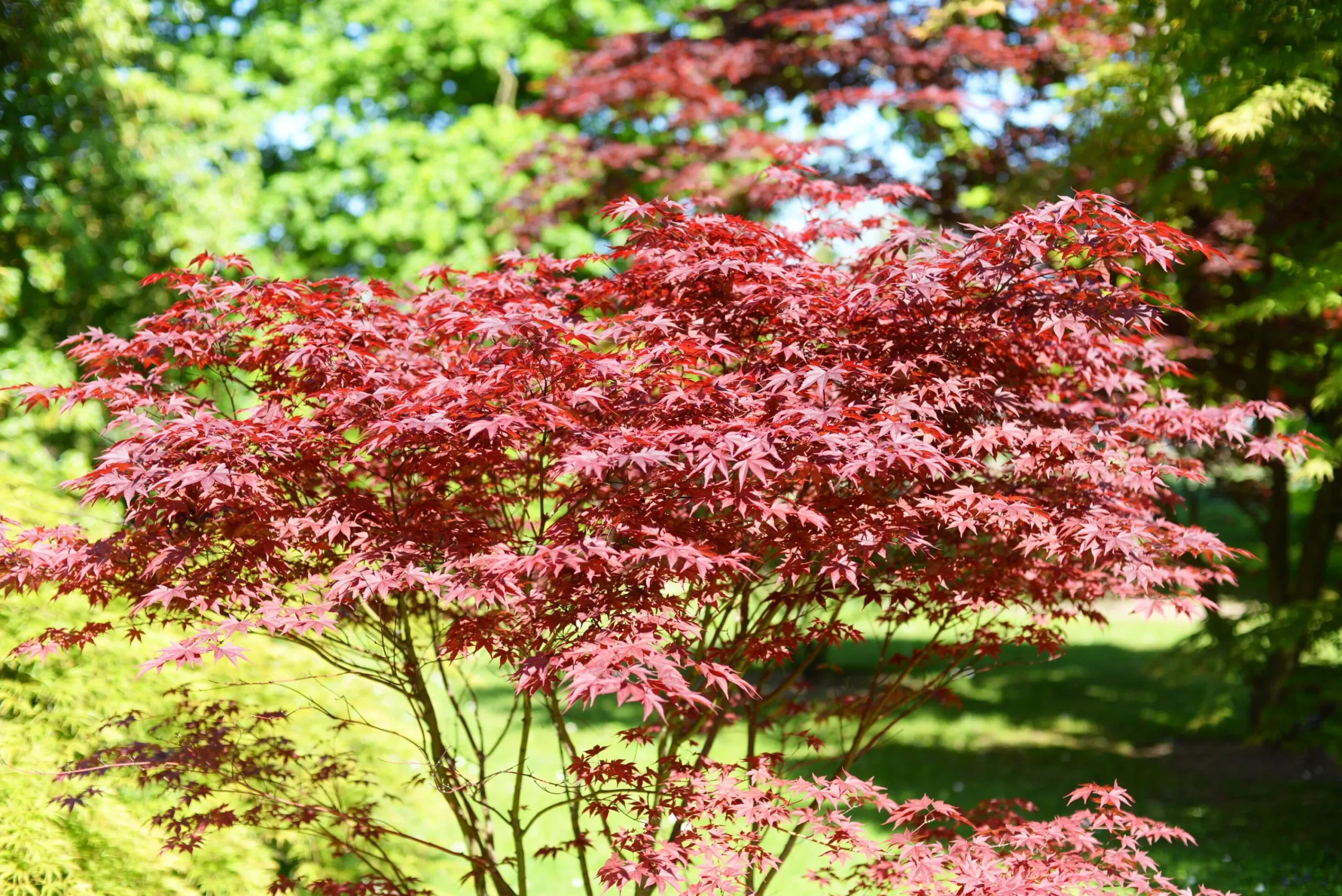 Japansk Lönn 'Bloodgood' Krukodlad>Omnia garden Hot
