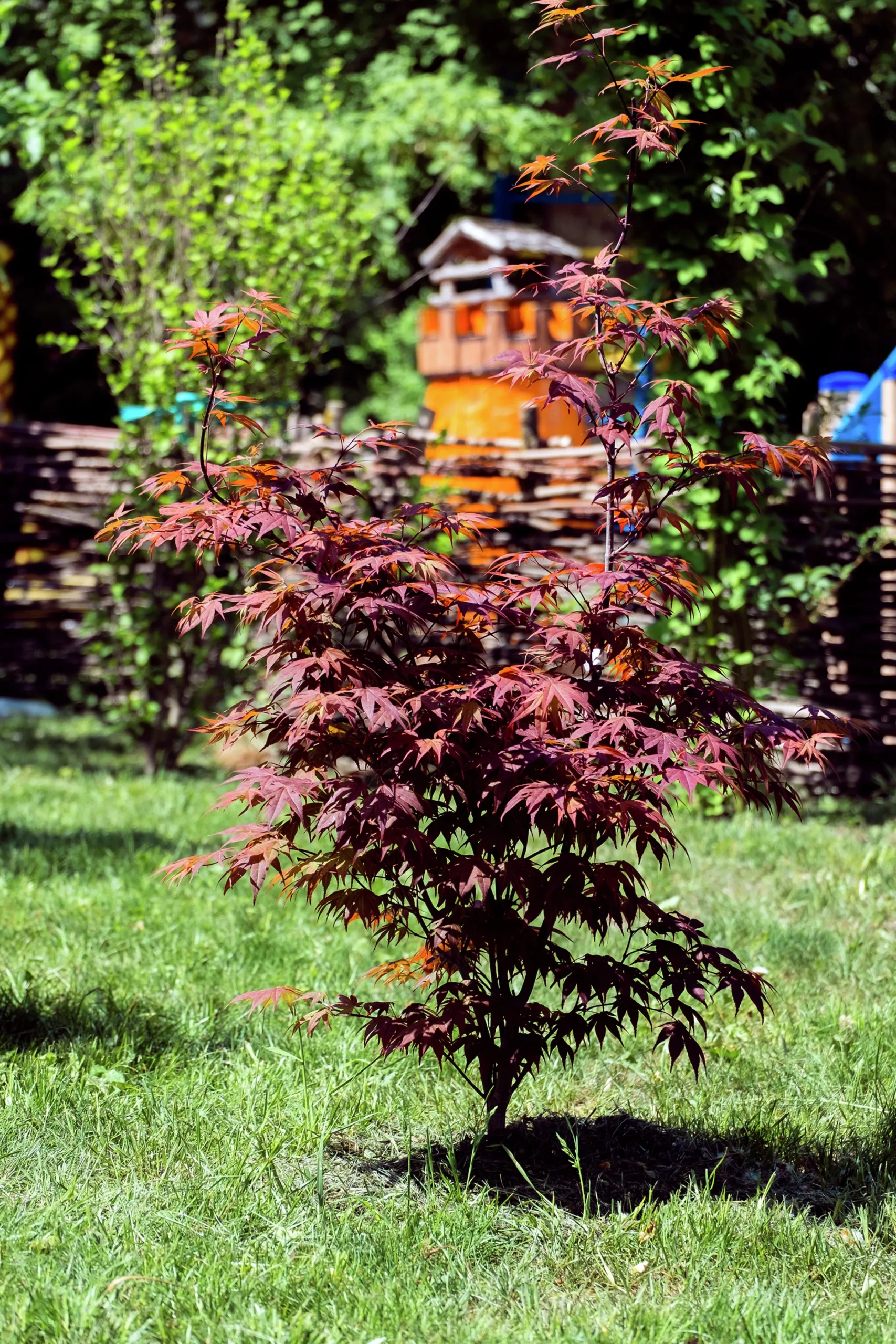 Japansk Lönn 'Bloodgood' Krukodlad>Omnia garden Hot