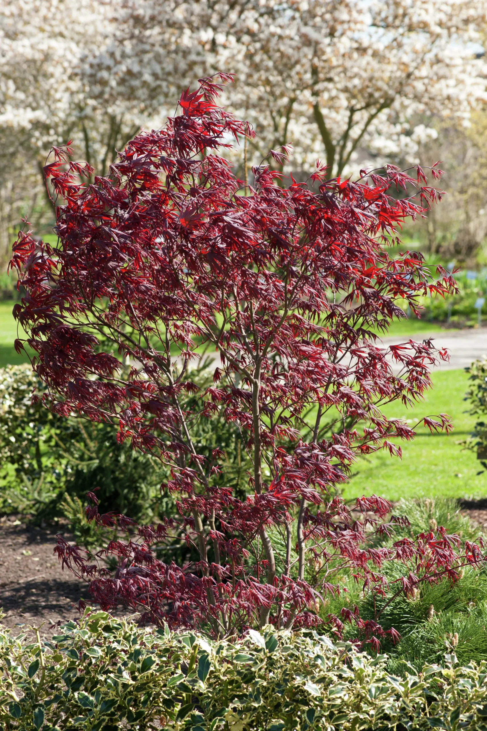 Japansk Lönn 'Bloodgood' Krukodlad>Omnia garden Hot