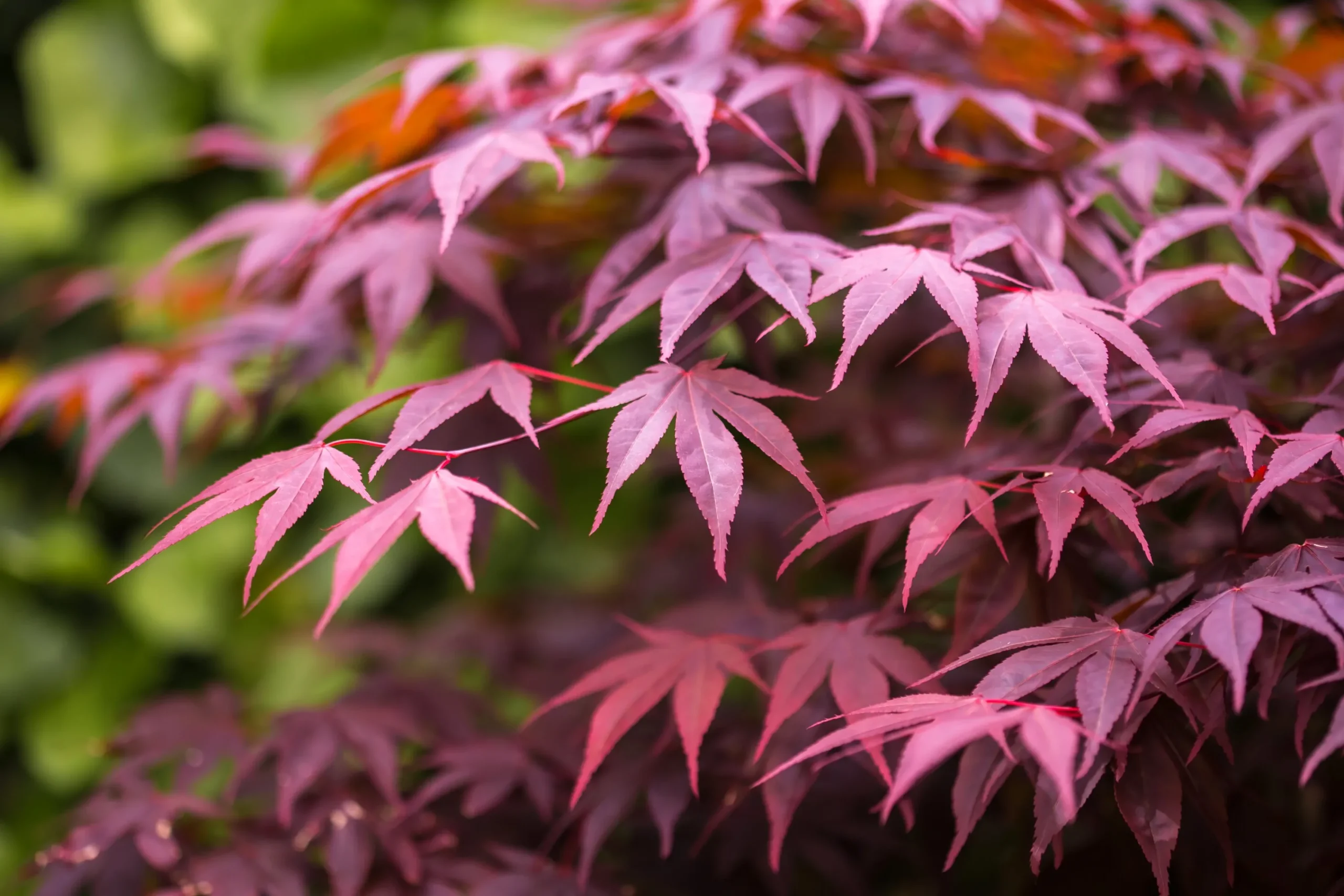 Japansk Lönn 'Bloodgood' Krukodlad>Omnia garden Hot