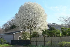 Japansk Magnolia Goliath Högstam Barrotad>Omnia garden Outlet