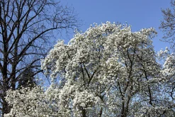 Japansk Magnolia Goliath Högstam Barrotad><noscript><img width=