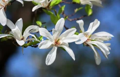 Japansk Magnolia Goliath Högstam Barrotad><noscript><img width=