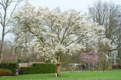 Japansk Magnolia Goliath Högstam Barrotad><noscript><img width=