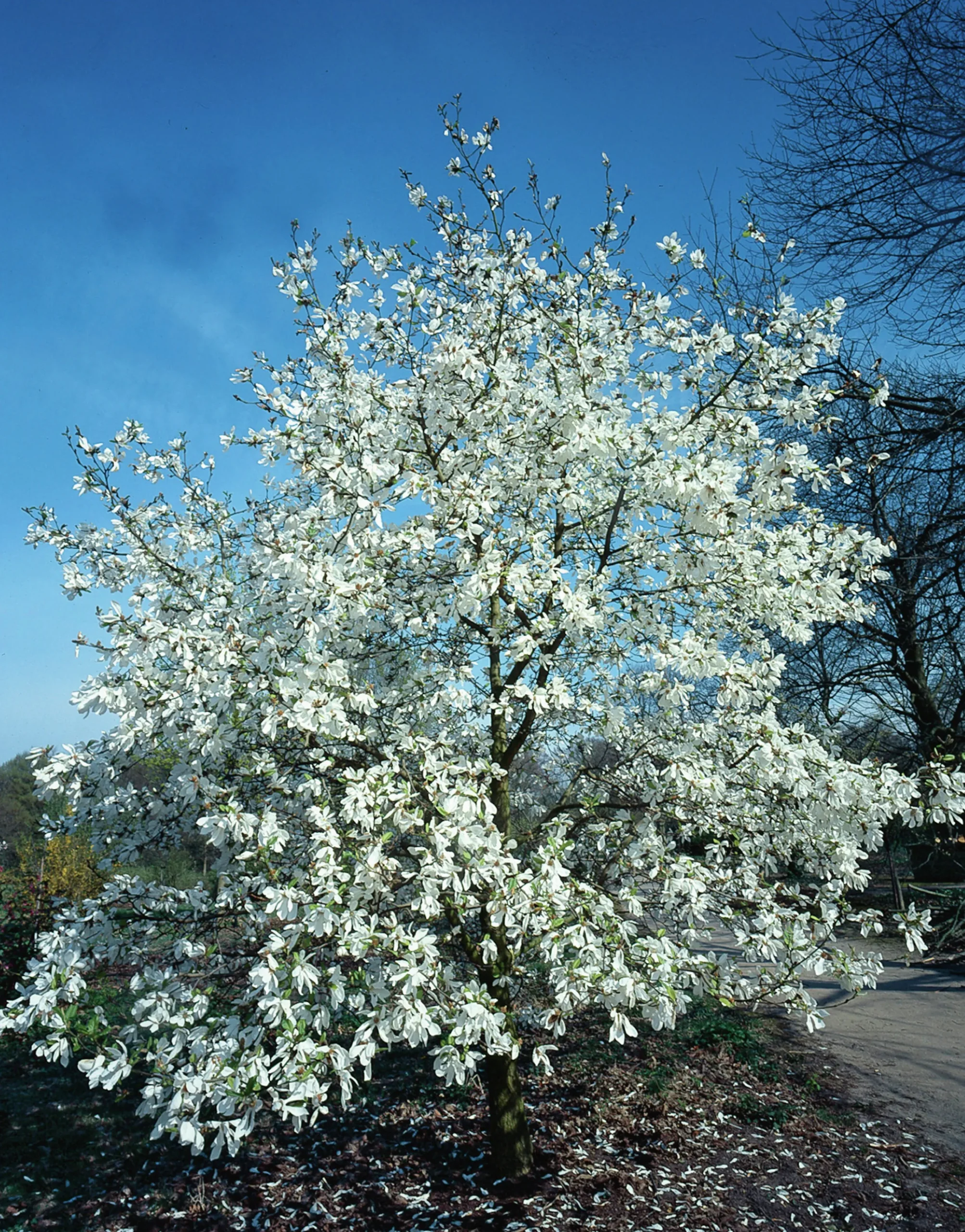 Japansk Magnolia Krukodlad>Omnia garden Outlet