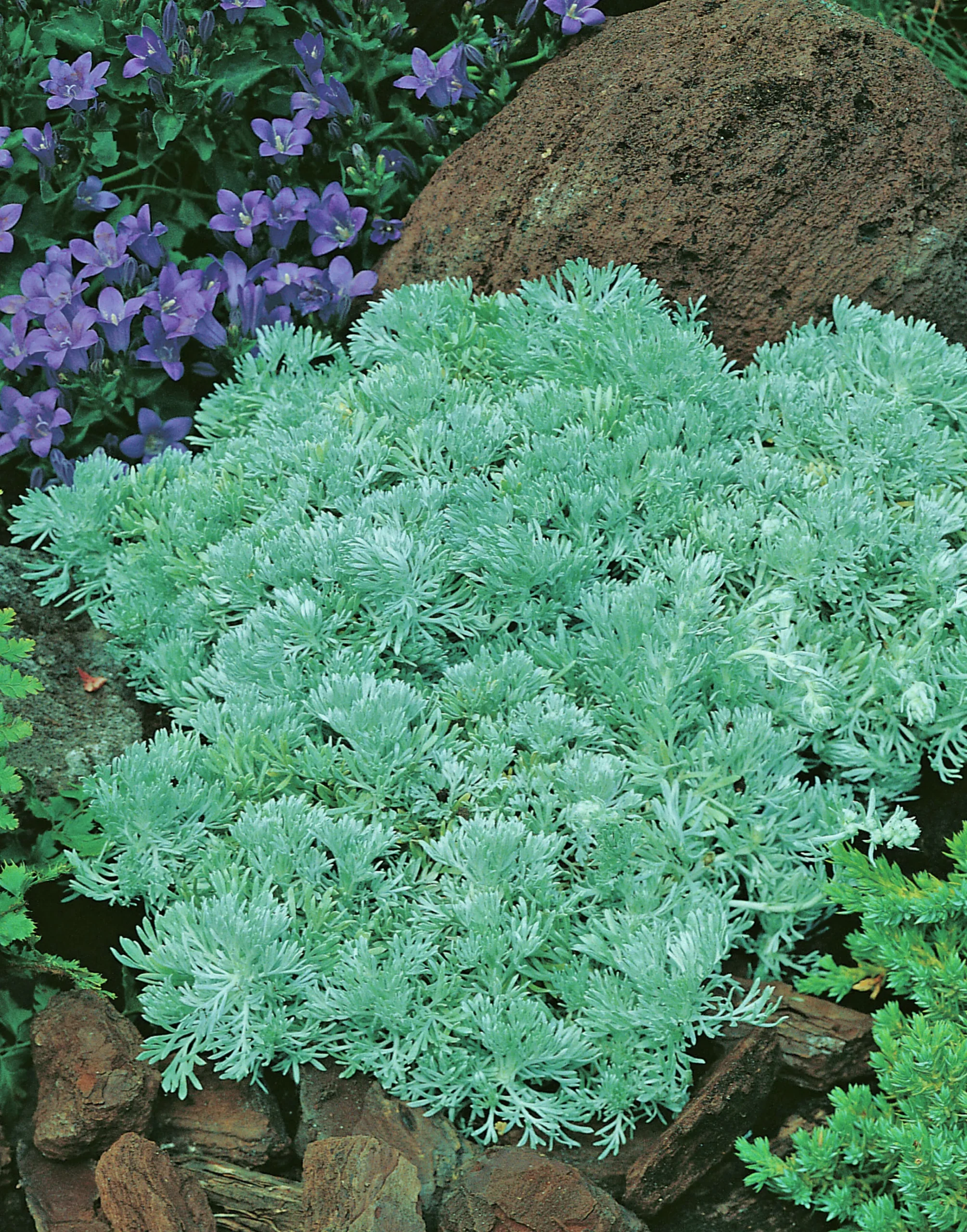 Japansk Malört 'Nana'>Omnia garden Hot