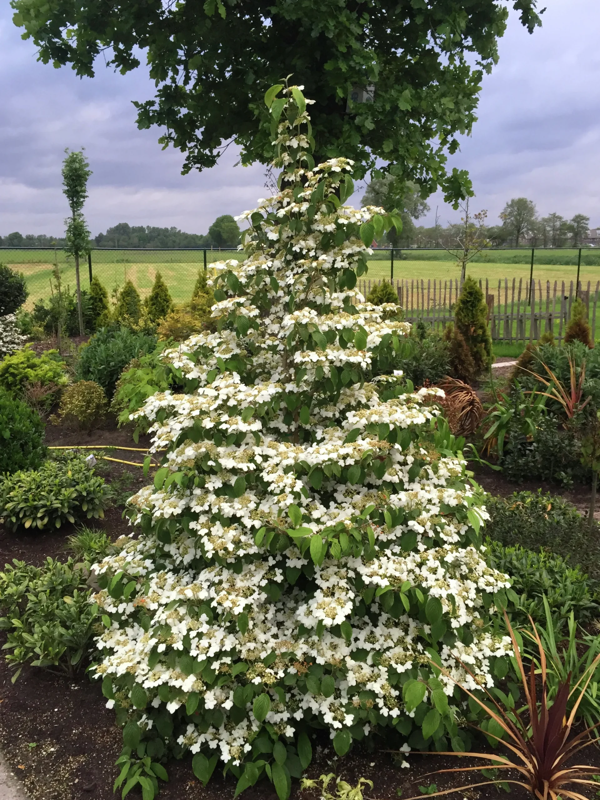 Japansk Olvon 'Kilimandjaro'>Omnia garden Discount