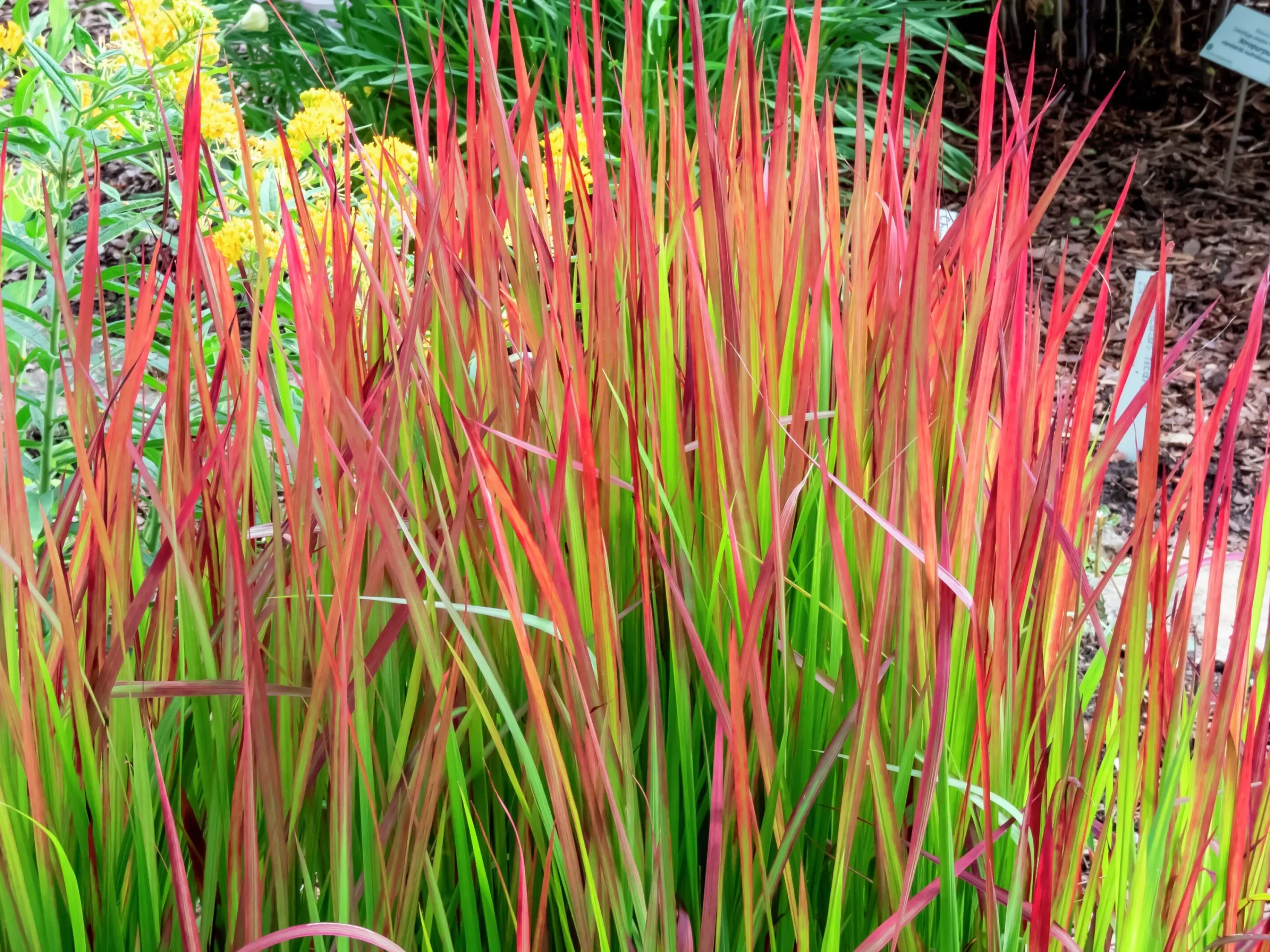 Japanskt blodgräs 'Red Baron' 2L>Omnia garden Sale