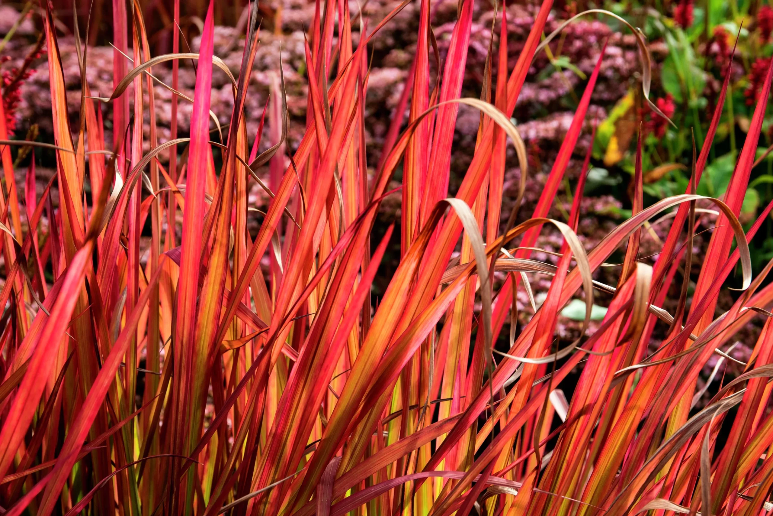 Japanskt blodgräs 'Red Baron' 2L>Omnia garden Sale