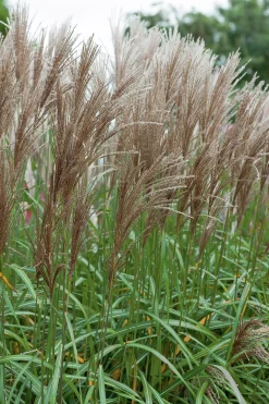 Japanskt gräs Glansmiskantus 'Malepartus' 2L>Omnia garden Online
