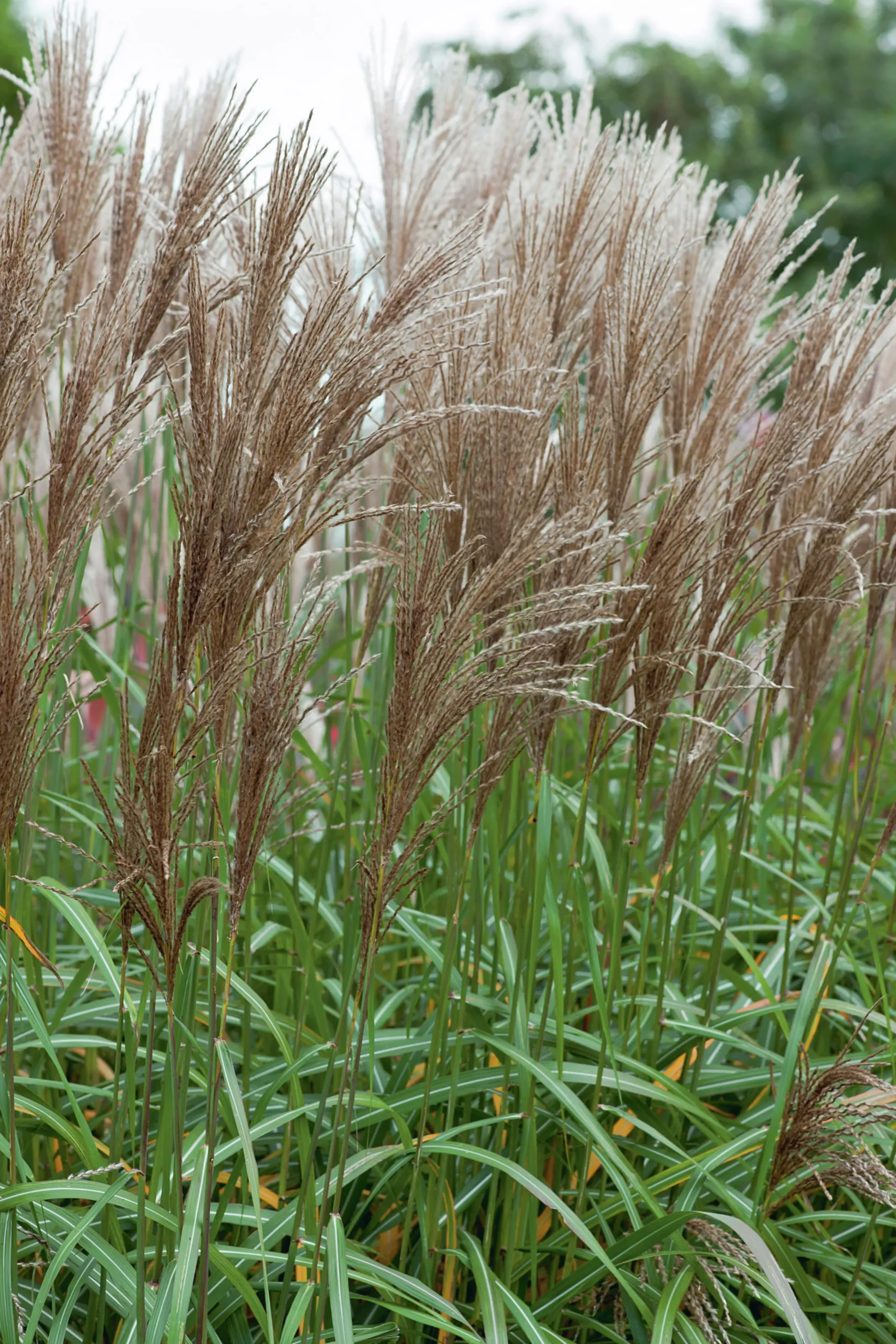 Japanskt gräs Glansmiskantus 'Malepartus' 2L>Omnia garden Online