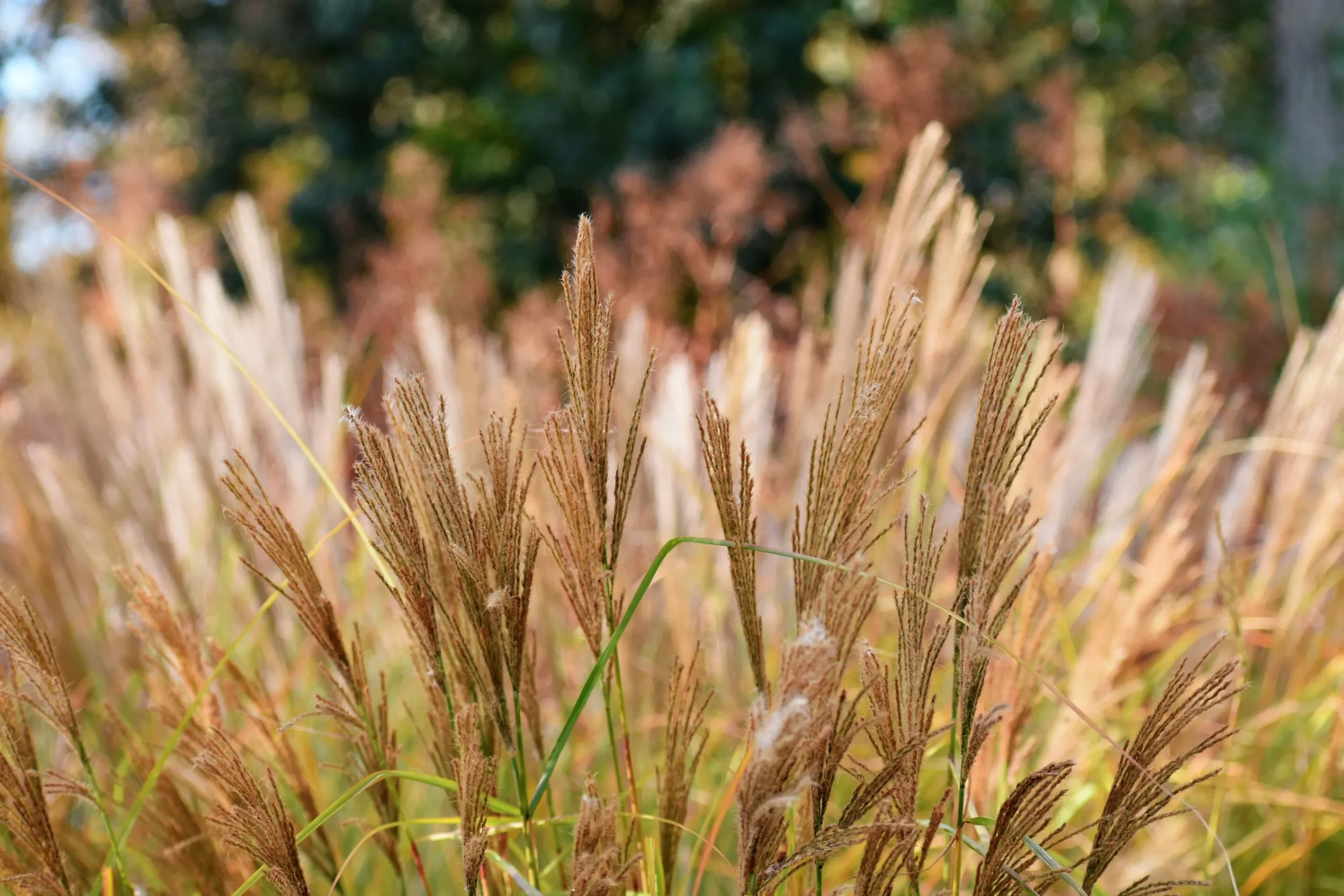 Japanskt gräs Glansmiskantus 'Malepartus' 2L>Omnia garden Online