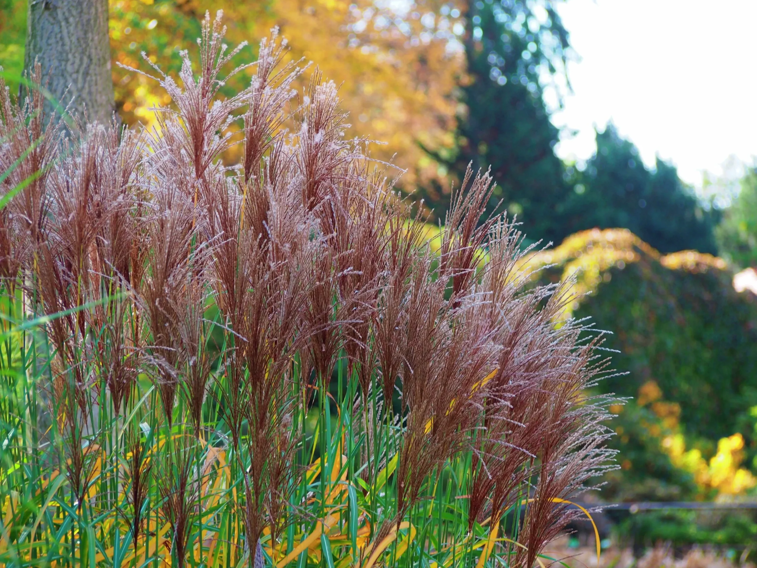Japanskt gräs Glansmiskantus 'Malepartus' 2L>Omnia garden Online