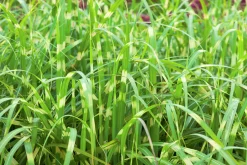 Japanskt gräs Glansmiskantus 'Little Zebra' 2L>Omnia garden Discount