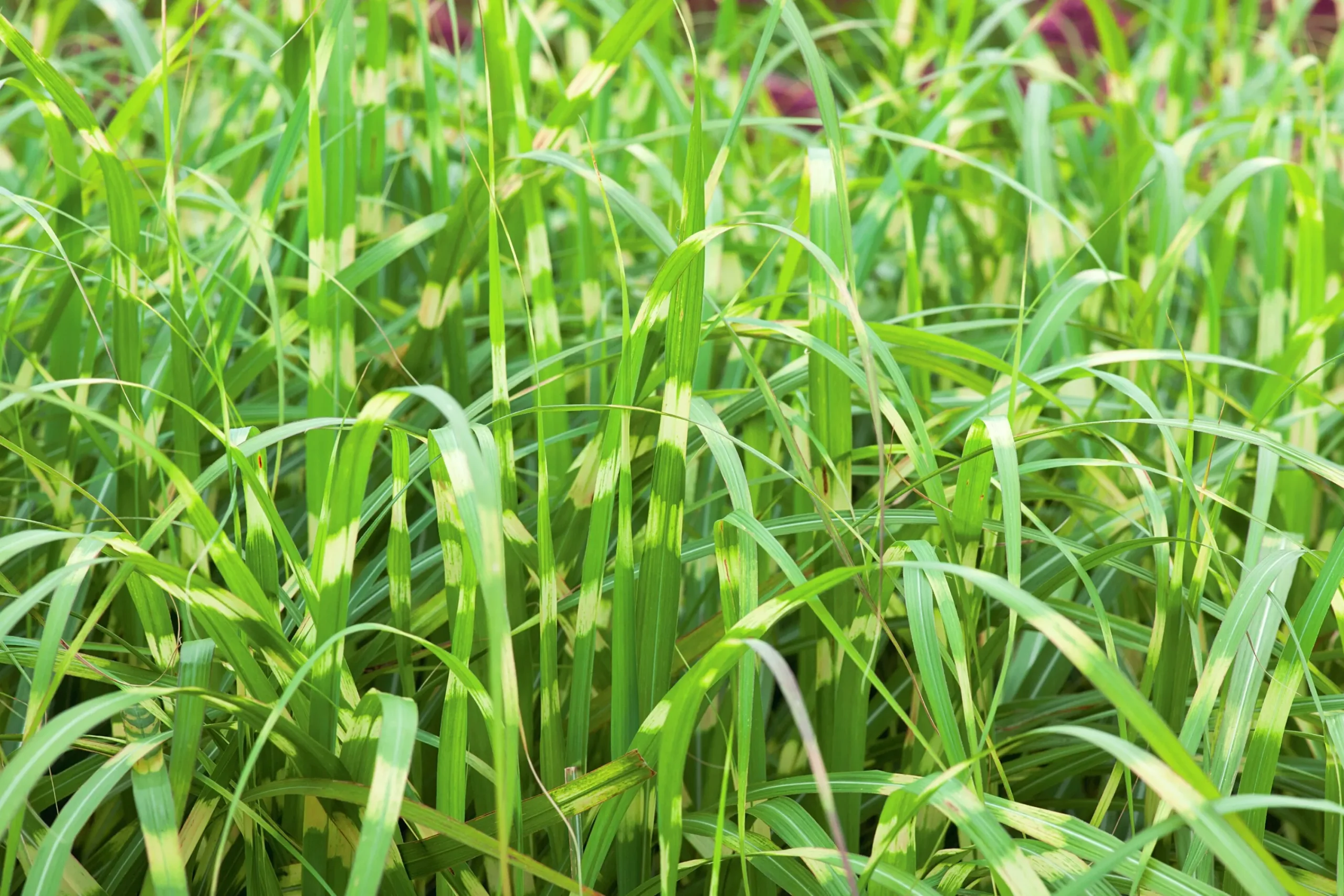 Japanskt gräs Glansmiskantus 'Little Zebra' 2L>Omnia garden Discount