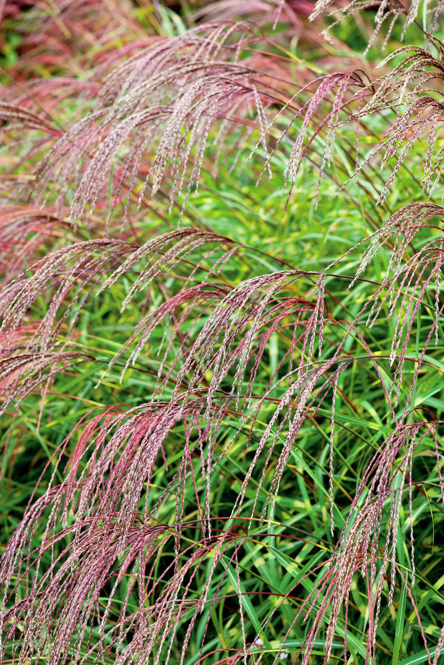 Japanskt gräs Glansmiskantus 'Little Zebra' 2L>Omnia garden Discount