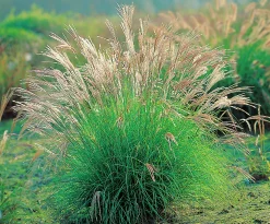 Japanskt gräs Glansmiskantus 'Adagio' 2L>Omnia garden Online