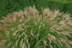 Japanskt gräs Glansmiskantus 'Adagio' 2L>Omnia garden Online