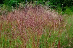 Japanskt gräs Glansmiskantus 'Kleine Silberspinne' 2L><noscript><img width=